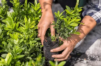 Hands planting in a garden