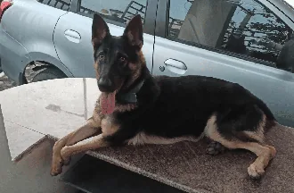 A pet dog resting on the floor